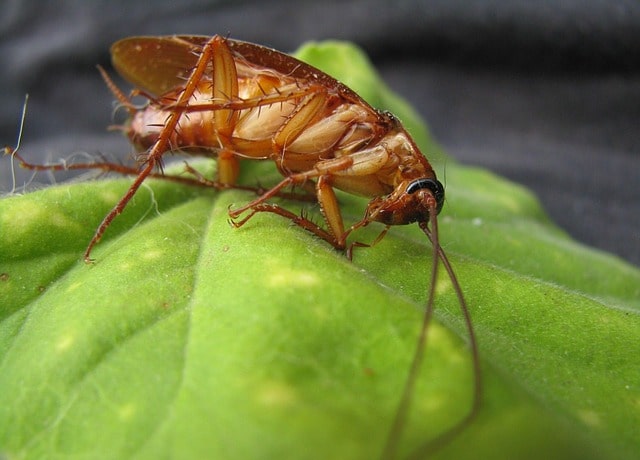 cockroaches carry disease