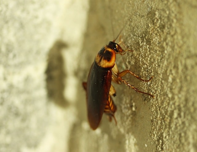 london cockroach diseases
