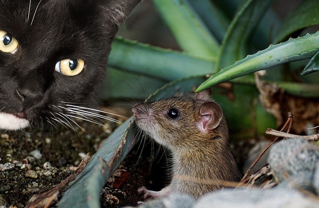london cat with a mouse