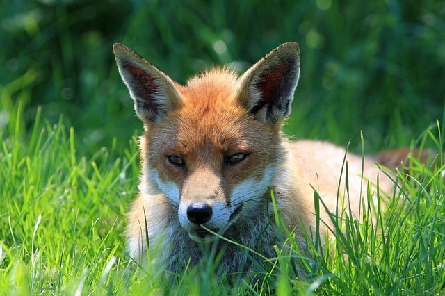foxes carry fleas