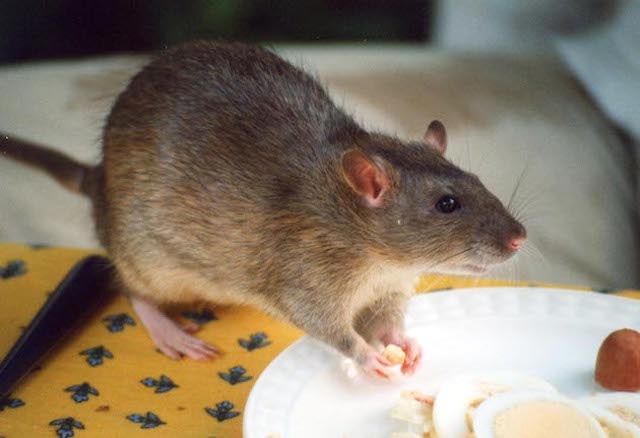 a super rat