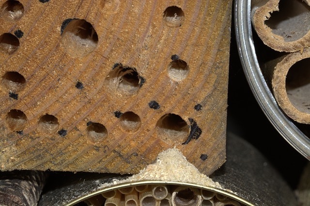 ant holes and sawdust