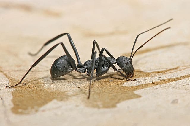 image of carpenter ants uk