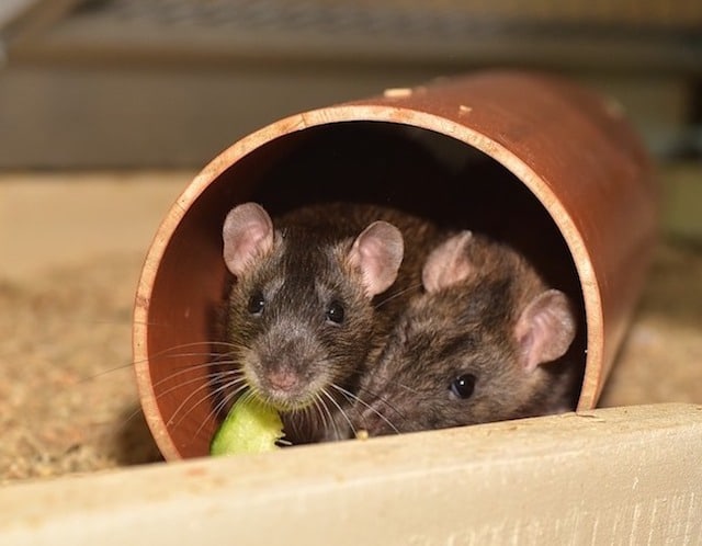young rats in london