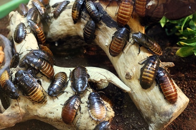 a cockroach infestation
