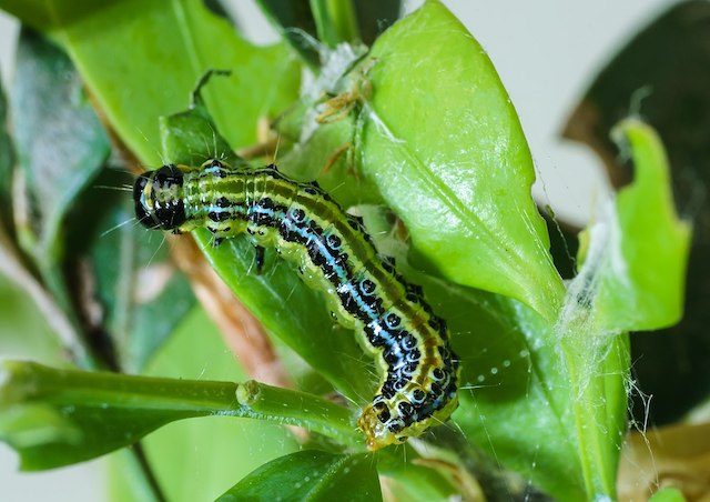 box tree caterpillar