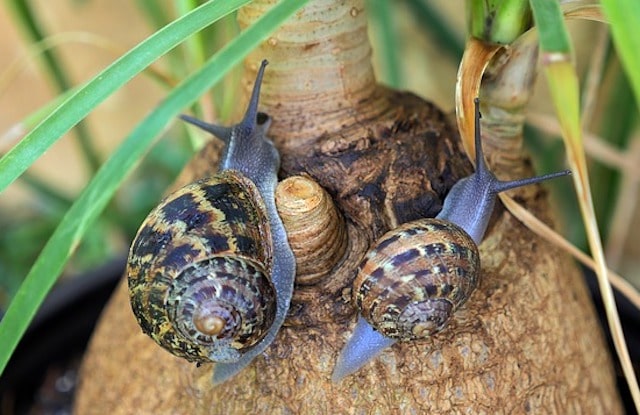 snails in a london garden