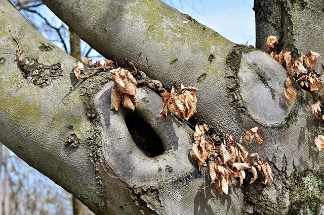 squirrel nest in tree hole