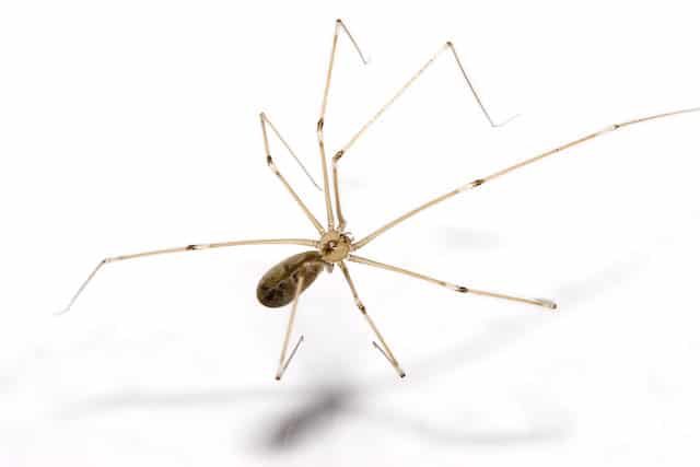 daddy long legs