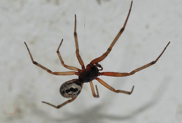 false widow spider