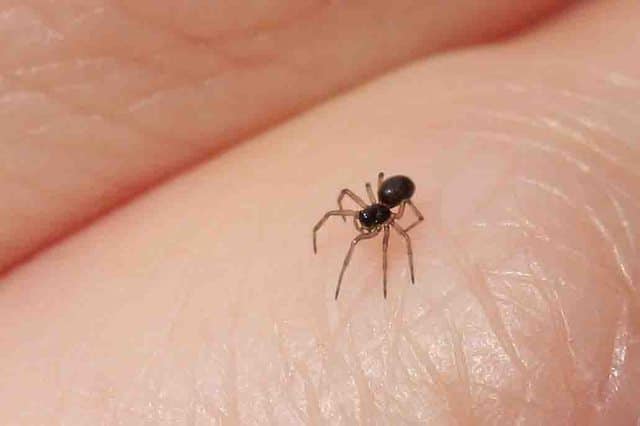 money spider