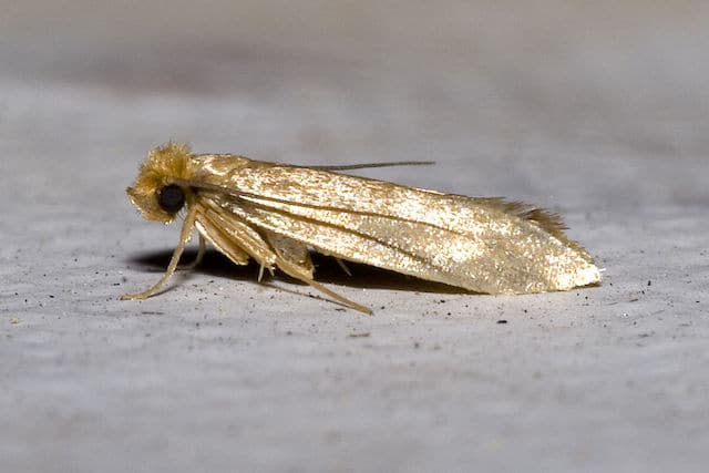 moth prevention picture