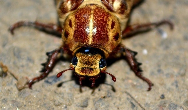 a large cockroach