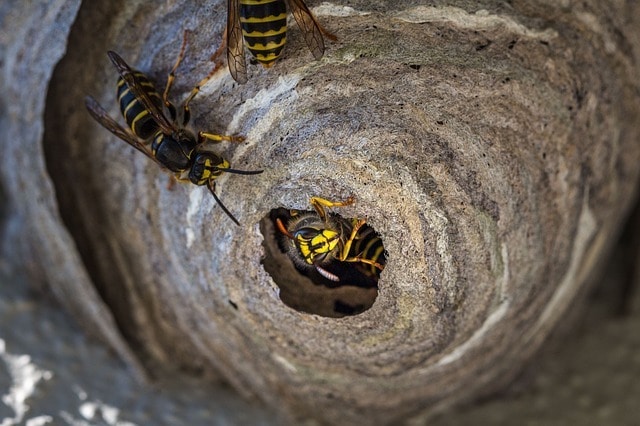 a wasp nest