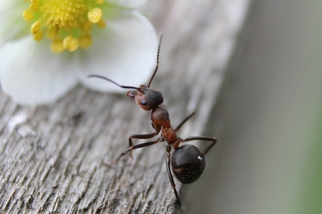 ants on food