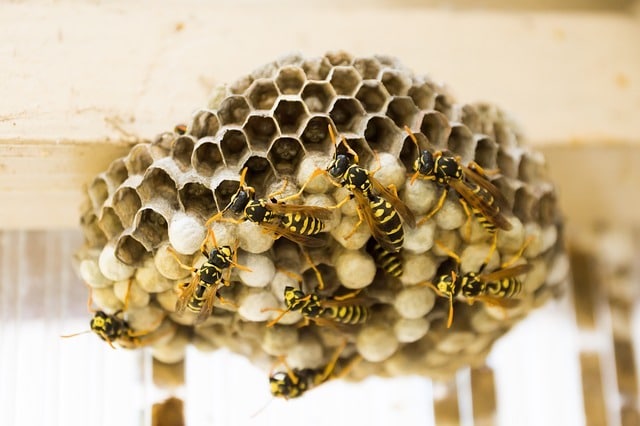 wasp nest facts and figures