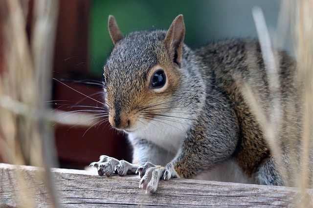 are squirrels pests and why
