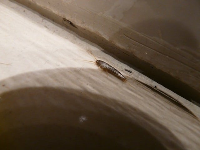 silverfish are not harmful to humans