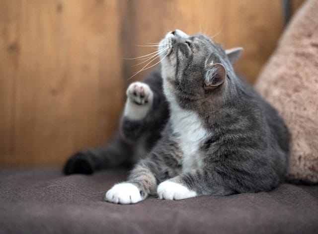 cat with fleas scratching