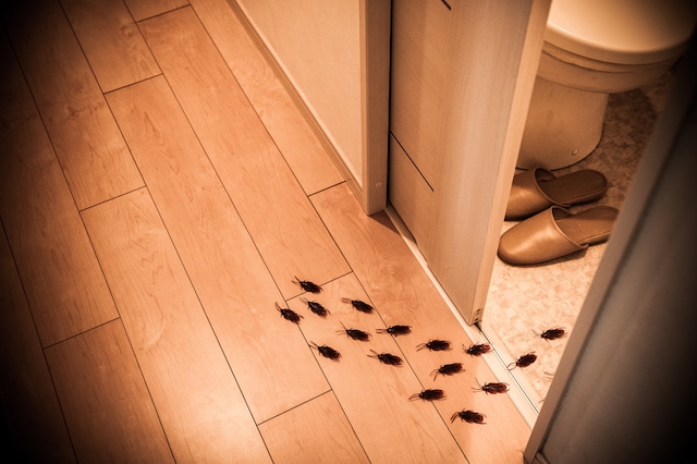 cockroaches in london home