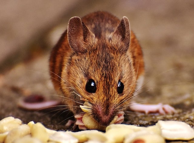 mice in london eating