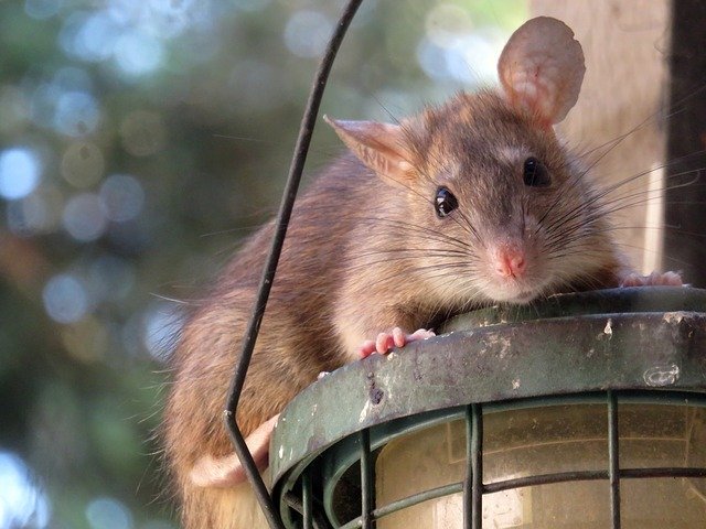 rat in a london garden shed