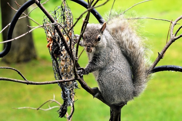 squirrel in a tree
