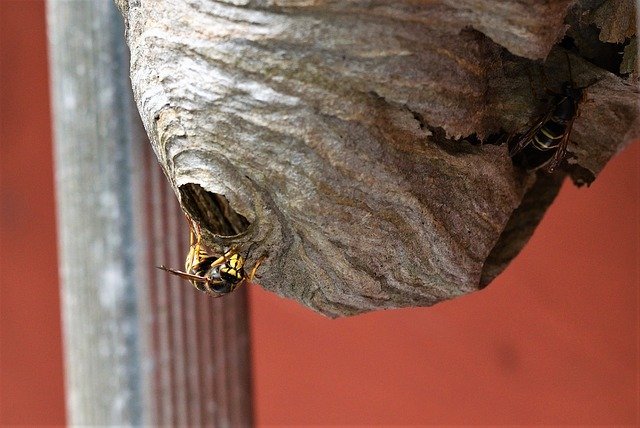 wasp nest in london shed