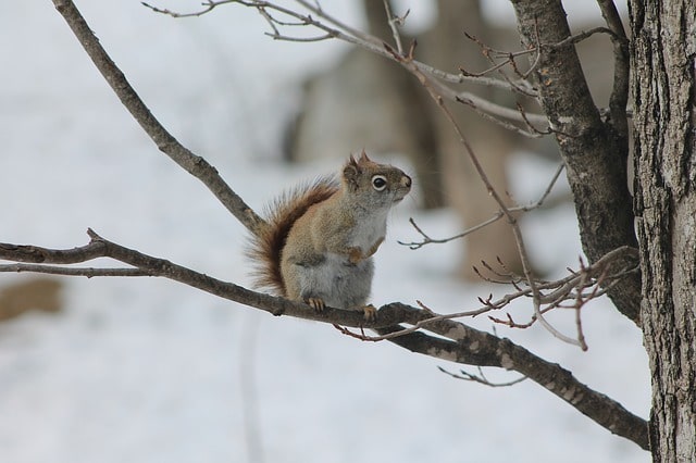 squirrel in a tree