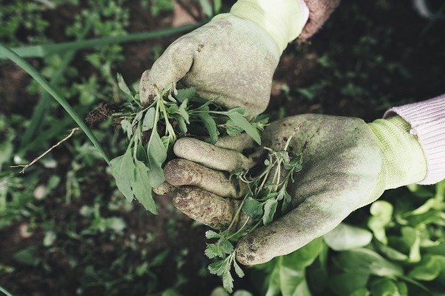 tidying a garden in london