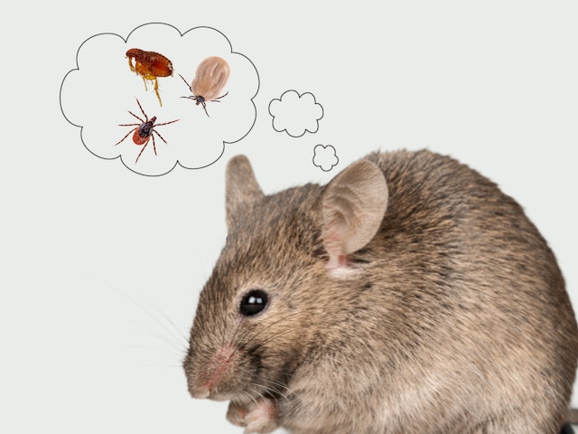 mice with fleas and ticks