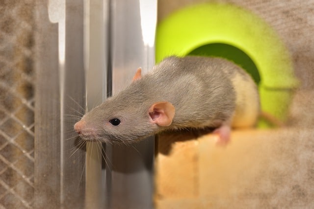 wild rat kept as a pet