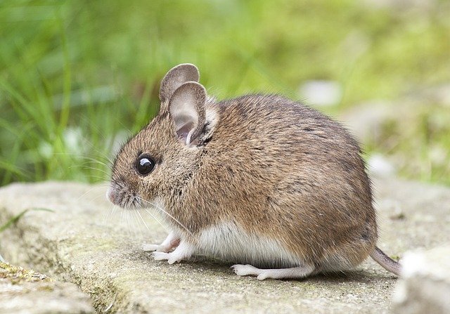 a small london mouse