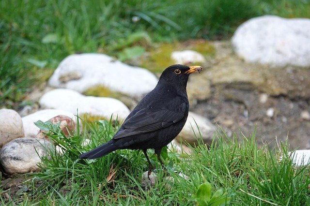 blackbird on the grass