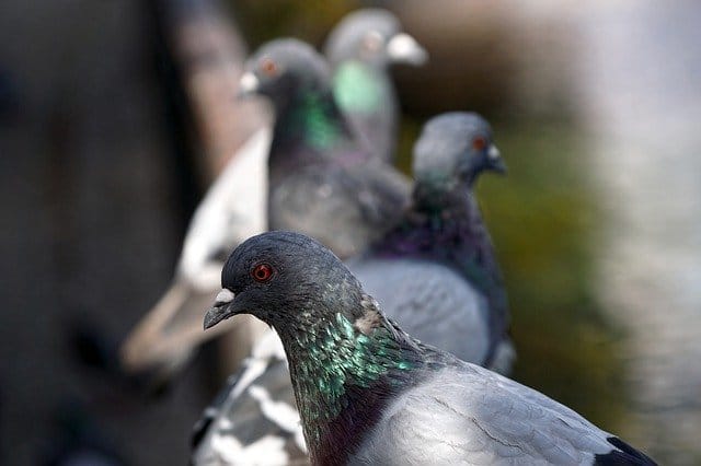 pigeon problems in london