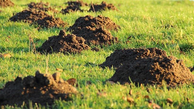 lawn dug up by foxes