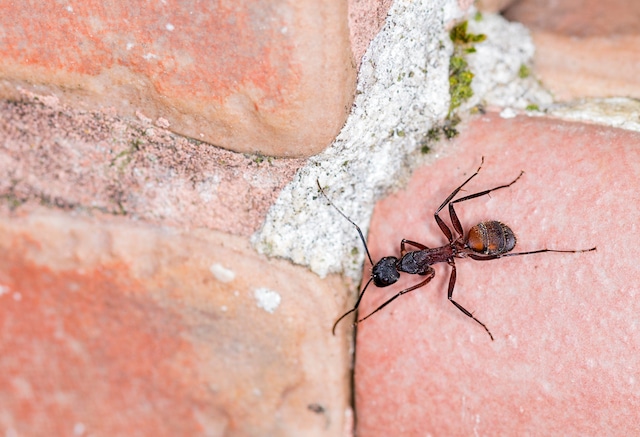 spring insects getting into london house