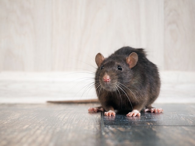 business pest control for closed store