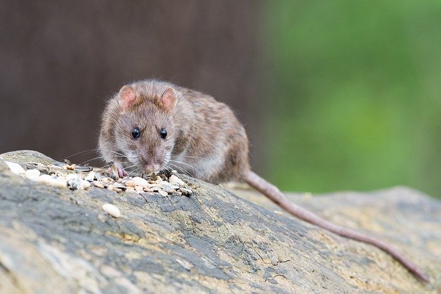 food that attracts rodent