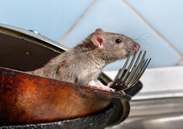 rat infestation emergency