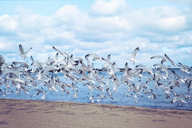 a flock of seagulls