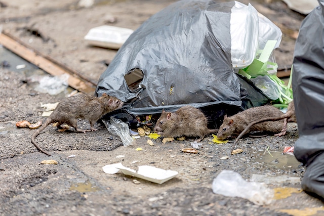 mice on london streets