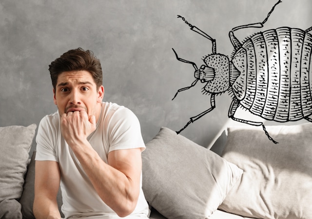 scared of bed bugs