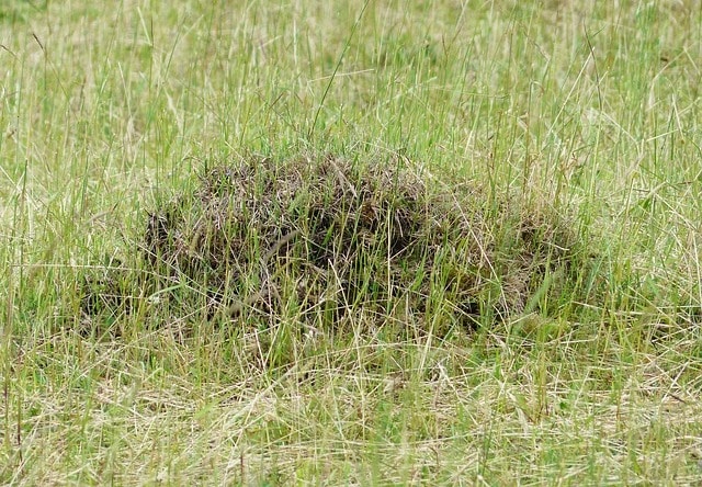 ant hill on lawn