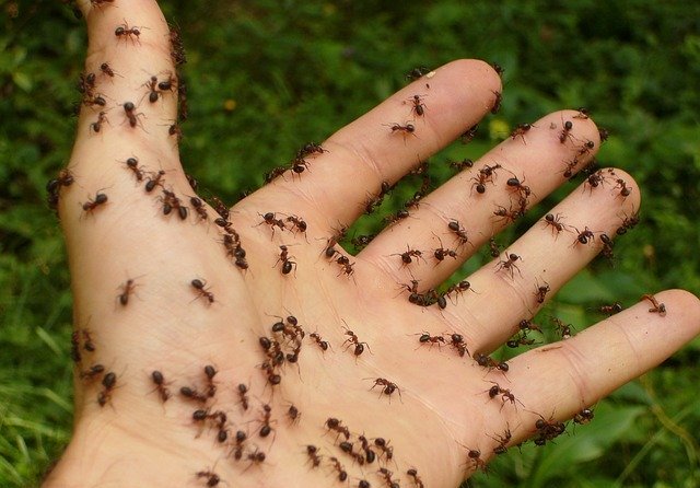 ants crawling on hand