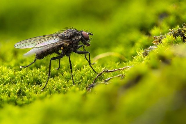 summer insects on the barbeque