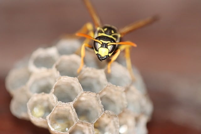 wasp on nest