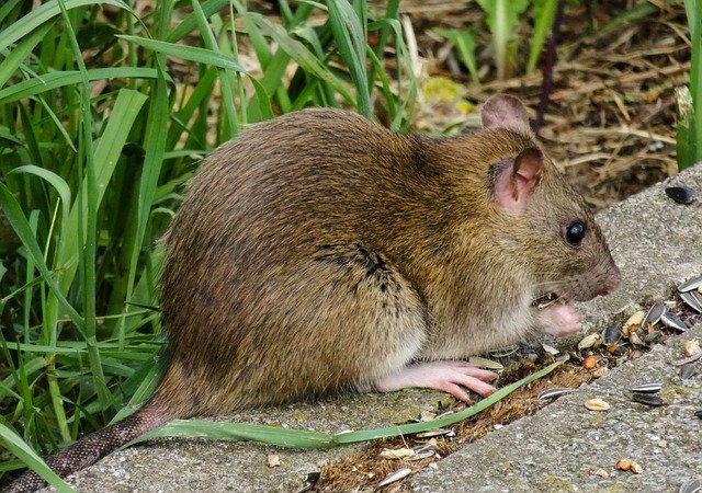 rat in a london garden setting