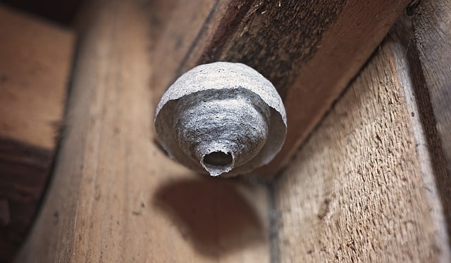 wasp nest in loft