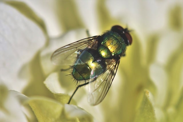 fly in a london property